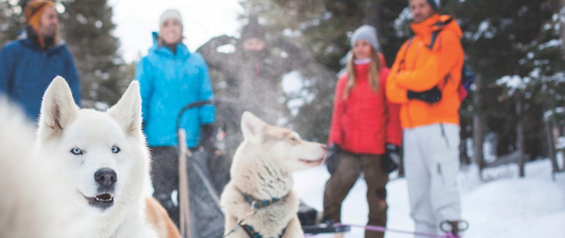 Maak een hondensledetocht met Kingmik Dog Sled Tours in Banff National Park