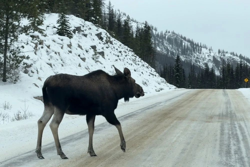 Moose in Jasper, Marmot Basin, Alberta Canada